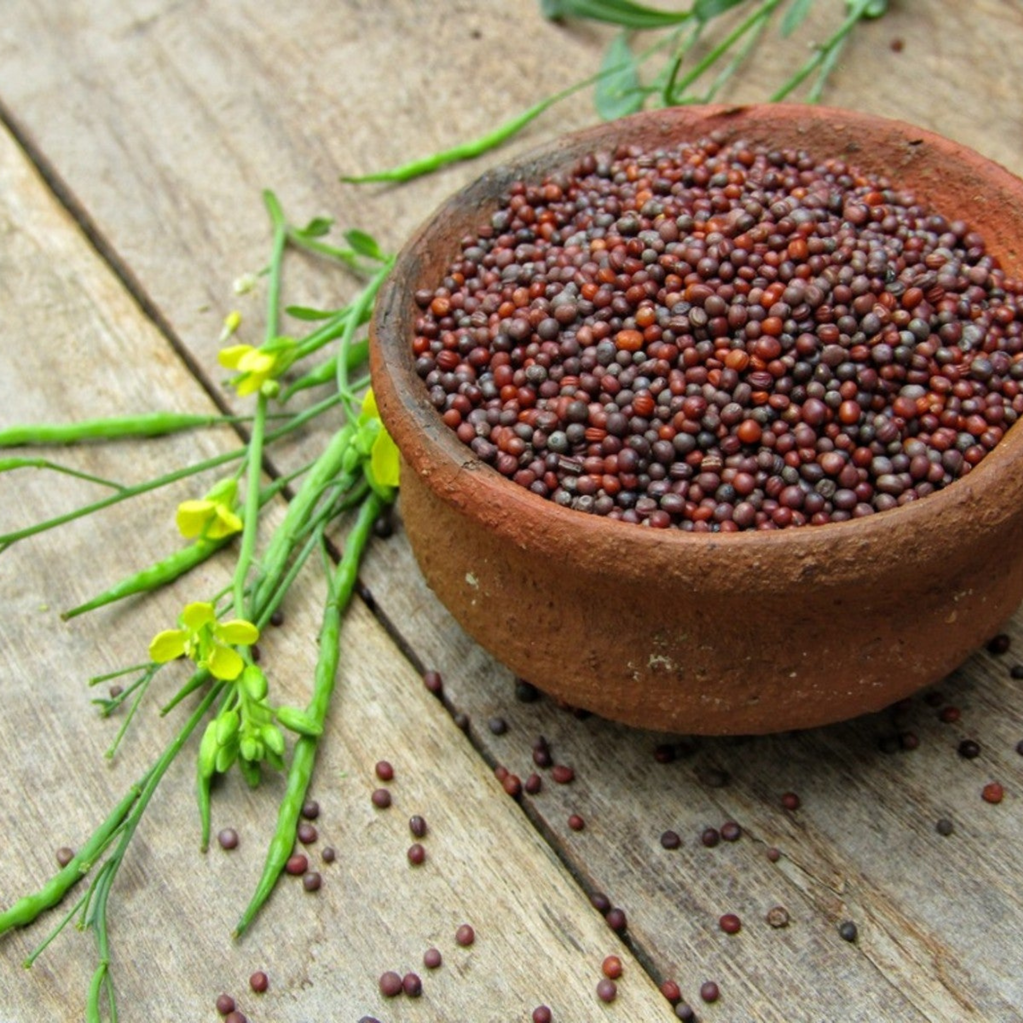 Mohri (Rai) | Whole Mustard Seeds | Strong Pungent Flavour | Perfect for Pickles & Tadka | Indian Kitchen Essential